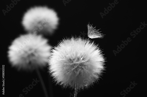 Fototapeta Naklejka Na Ścianę i Meble -  Dandelion on dark