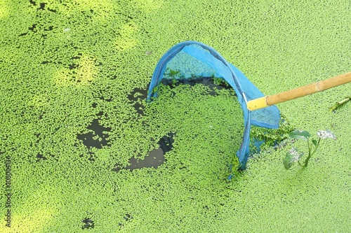 dip net with duckweed in the river