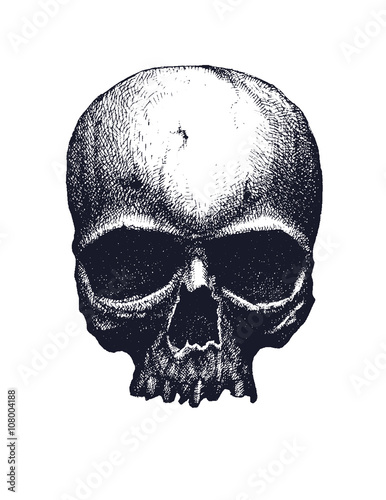 Black and white human skull