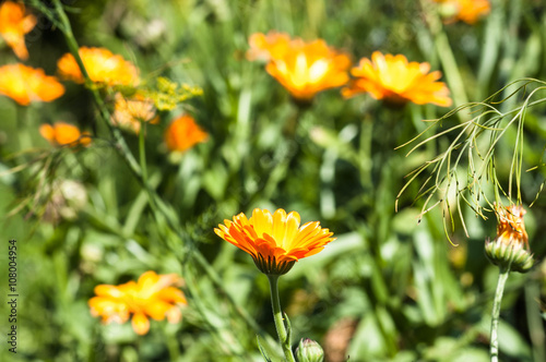 Marigold  Calendula officinalis summer flowers backgrounds