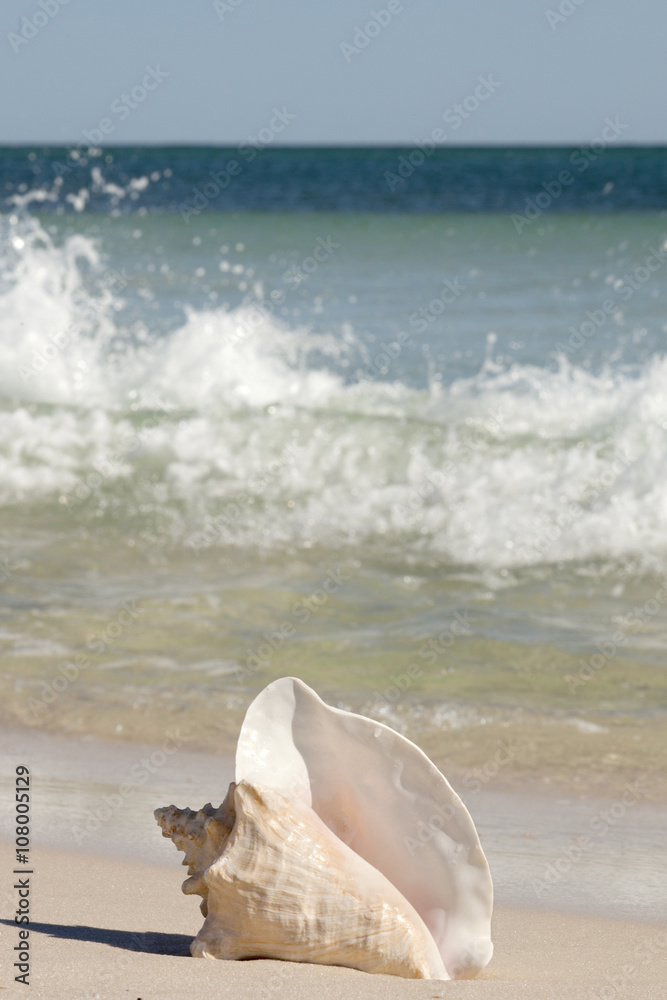 Queen Conch on the beach with the ocean in the background. Copy Space. Selective focus on Shell Queen Conch on the beach with the ocean in the background. Copy Space. Selective focus on Shell