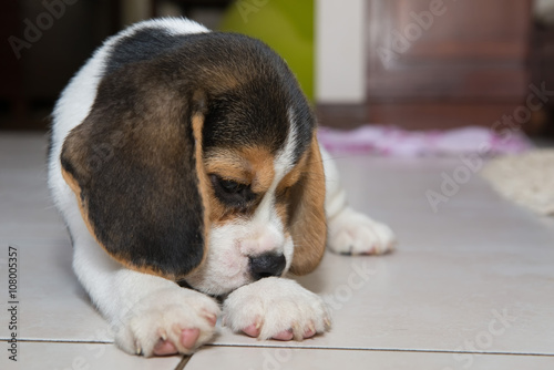 beagle puppy, beagle © RAYBON