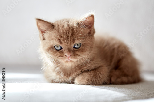 beautiful cinnamon color british short hair kitten