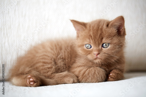 beautiful cinnamon color british short hair kitten © Mara Zemgaliete
