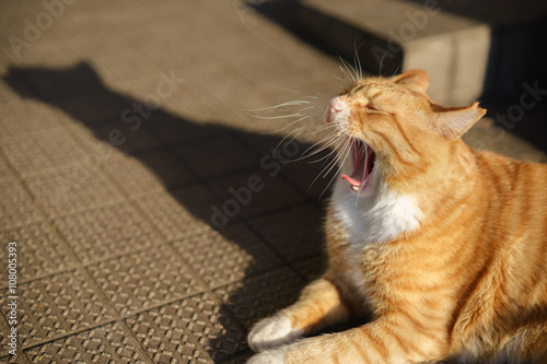 Fototapeta Naklejka Na Ścianę i Meble -  cat yawning