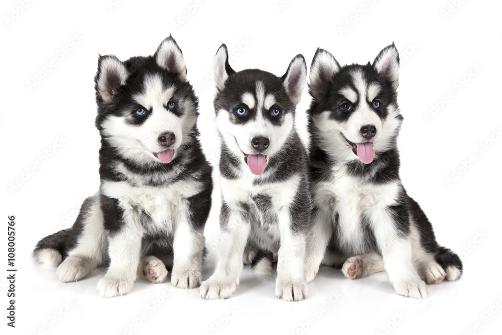 Three Siberian Husky puppies over white Three Siberian Husky puppies over white