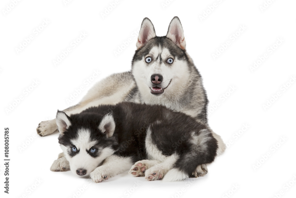 Siberian Husky dog with puppy