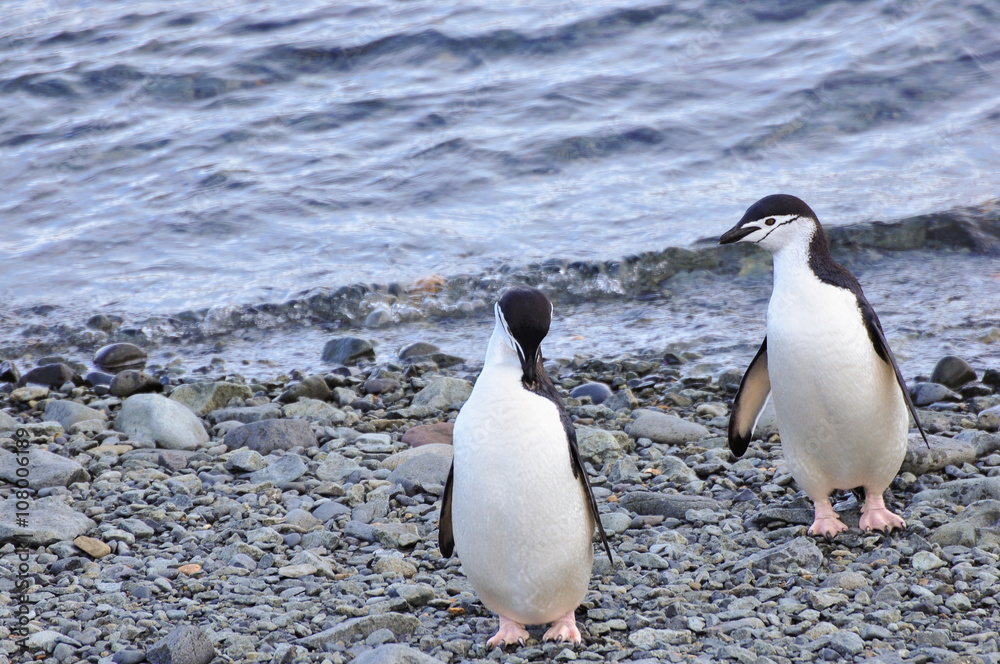 Obraz premium Penguin Chinstrap