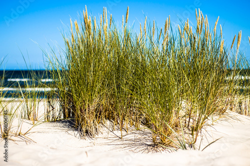 Landscape of sand dune and grass by the sea