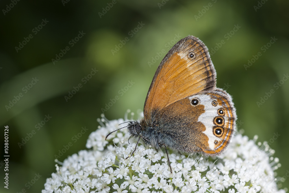 Fototapeta premium Pearly Heath (Coenonympha arcania) butterfly