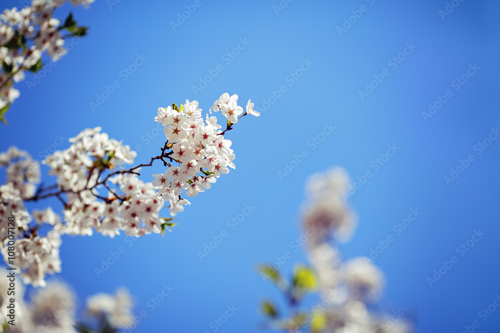 Card with beautiful blooming white sakura flowers tree branch on blue sky background in garden park outside, copy space for text