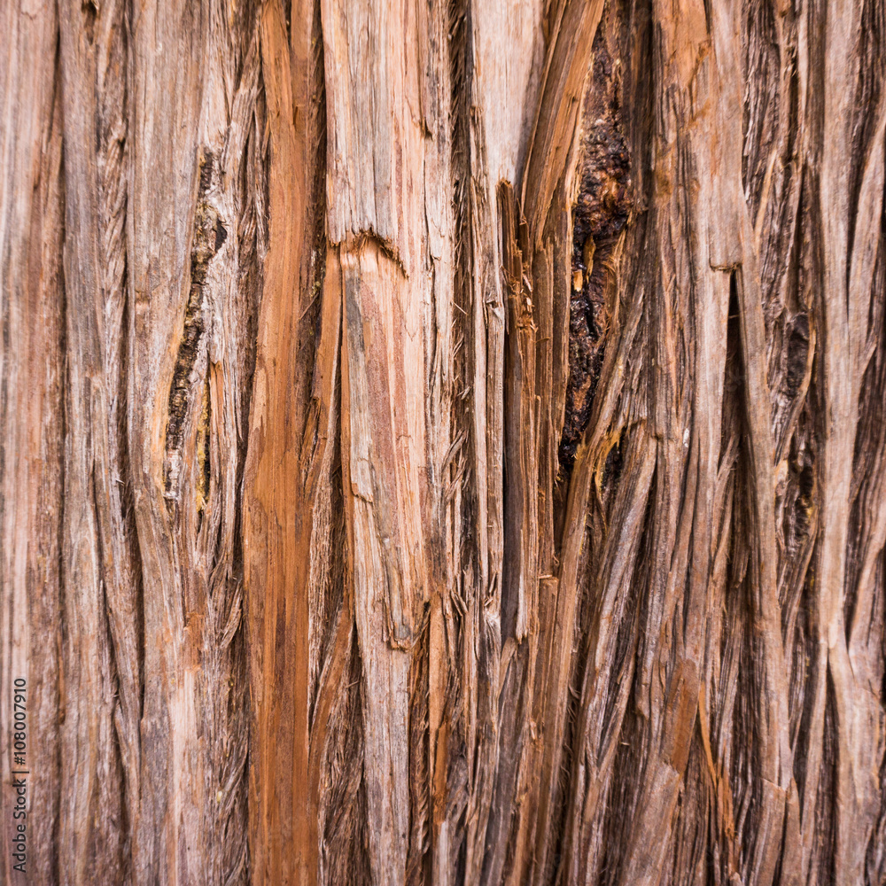 tree texture. Tree background. wood texture tree texture. Tree background. wood texture