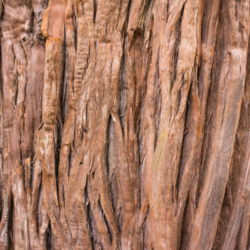 tree texture. Tree background. wood texture