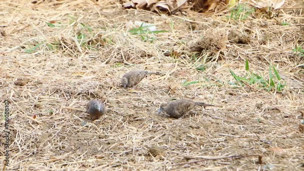 Zebra dove feeding on the ground
Zebra dove feeding on the ground