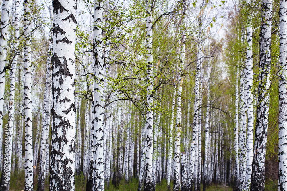 birch forest in the spring birch forest in the spring