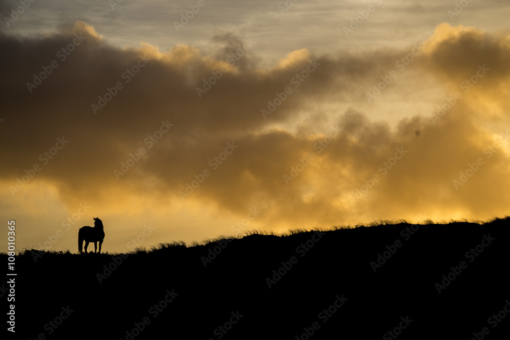 Silhouette of a horse