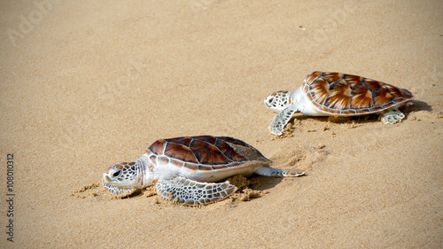 turtle release festivals are organized in Andaman sea of Phuket Thailand 