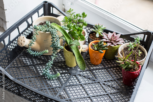 House plants. Succulents photo