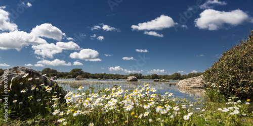 Foto panoramica del stagno della giara di Gesturi in Sardegna con primo piano delle margherite in una giornata luminosa e con un bellissimo cielo blu photo