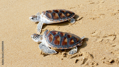 Hawks-bill sea turtle release to the freedom

