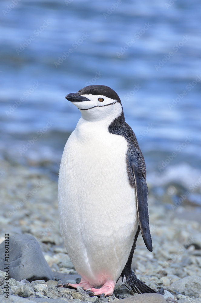 Fototapeta premium Penguin chinstrap