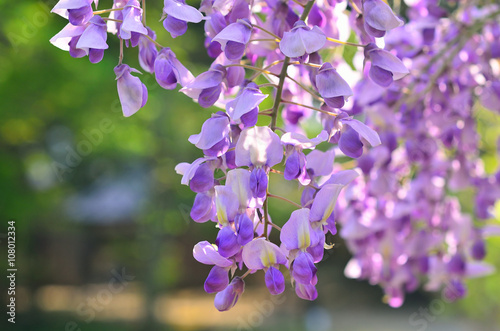 Flowering wisteria in Kyoto, spring.