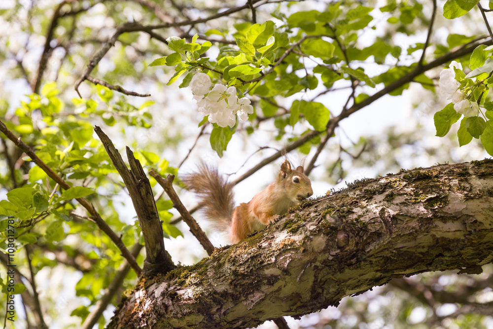Red squirrel sitting on the tree branch on a sunnysummer day. Red squirrel sitting on the tree branch on a sunnysummer day.