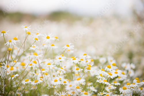 Summer meadow with the blossoming camomiles. Wild chamomile flowers on a field on a sunny day