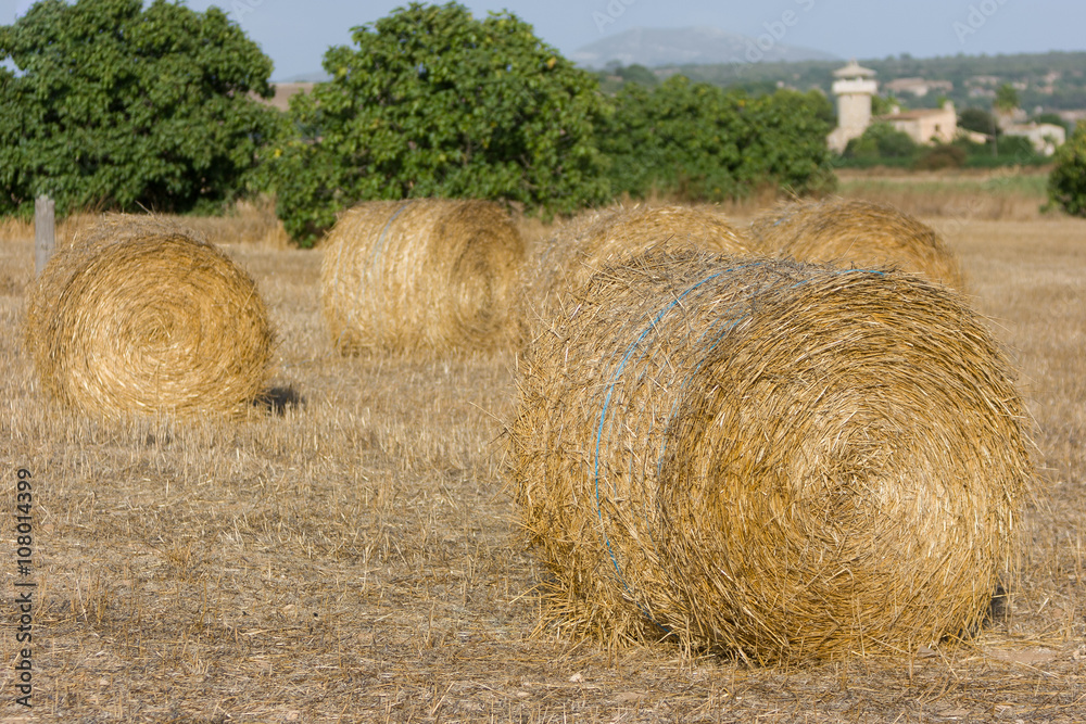 Fototapeta premium Rolls of haystacks on the field. Summer farm scenery with haystack. Agriculture Concept.