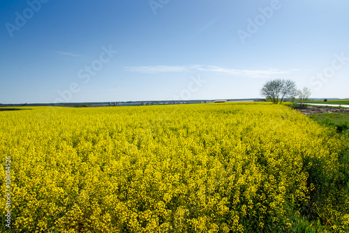 Yellow fields of .oilseed rape