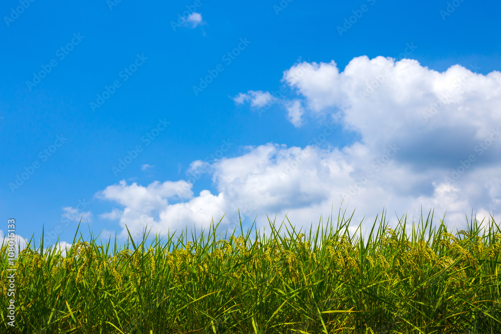 Fototapeta premium 実った稲