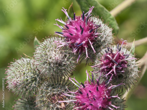 blooming greater burdock closeup