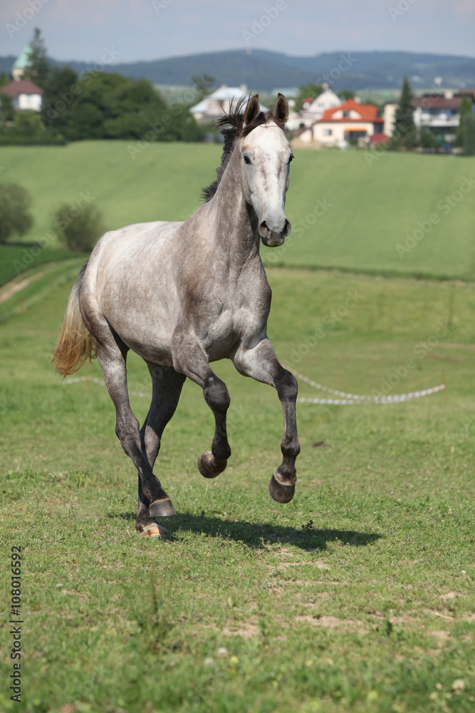 Amazing young horse running on pasturage Amazing young horse running on pasturage