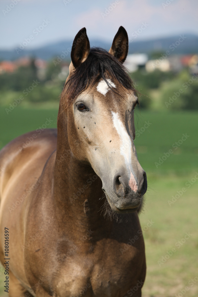 Obraz premium Portrait of beautiful horse with interesting color