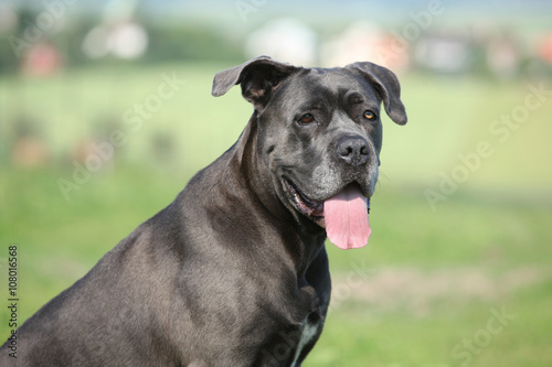 Amazing Cane Corso