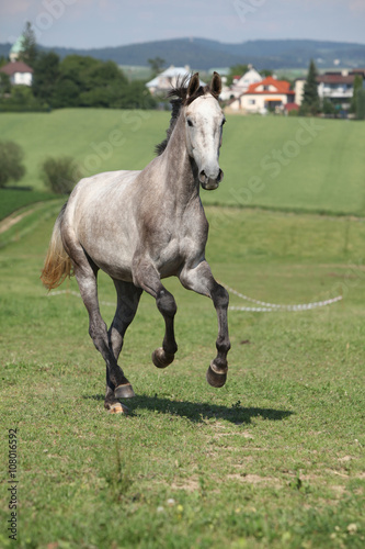 Amazing young horse running on pasturage