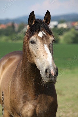 Fototapeta Naklejka Na Ścianę i Meble -  Portrait of beautiful horse with interesting color
