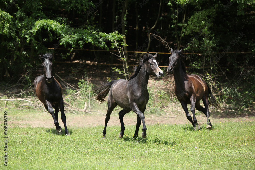 Beautiful herd of horses running together Beautiful herd of horses running together