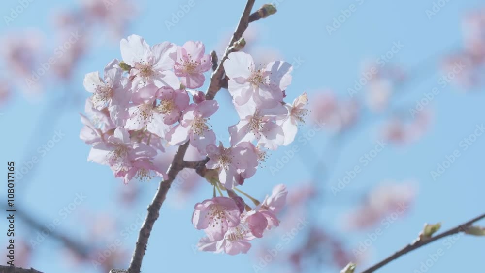Kawazu Cherry blossoms,in Showa Memorial Park,Tokyo,Japan,Filmed in 4K Kawazu Cherry blossoms,in Showa Memorial Park,Tokyo,Japan,Filmed in 4K
