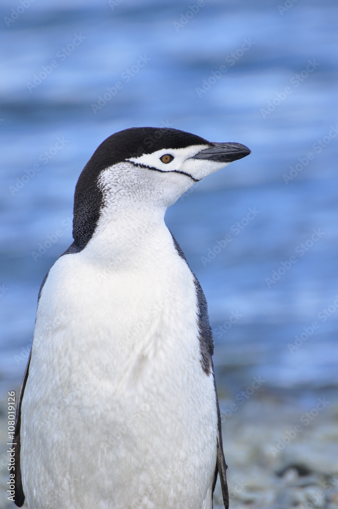 Fototapeta premium Penguin Chinstrap