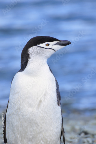 Penguin Chinstrap © tonguy324