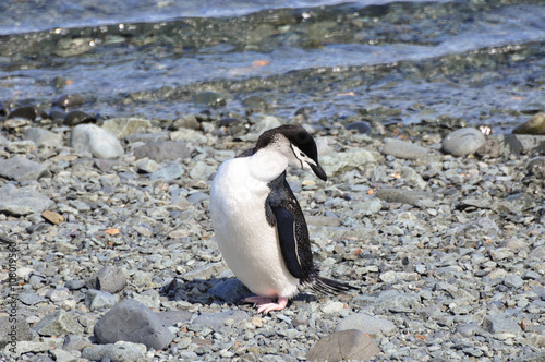 Penguin Chinstrap