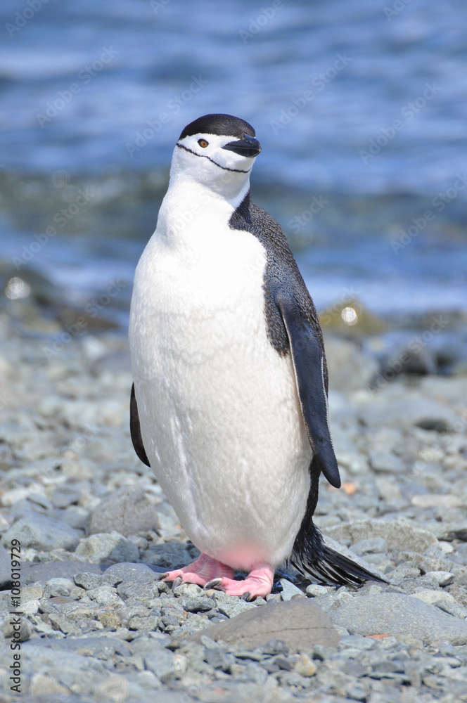 Fototapeta premium Penguin Chinstrap