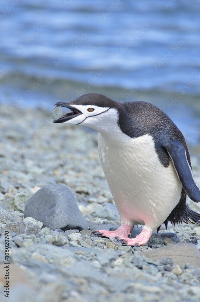 Obraz premium Penguin Chinstrap