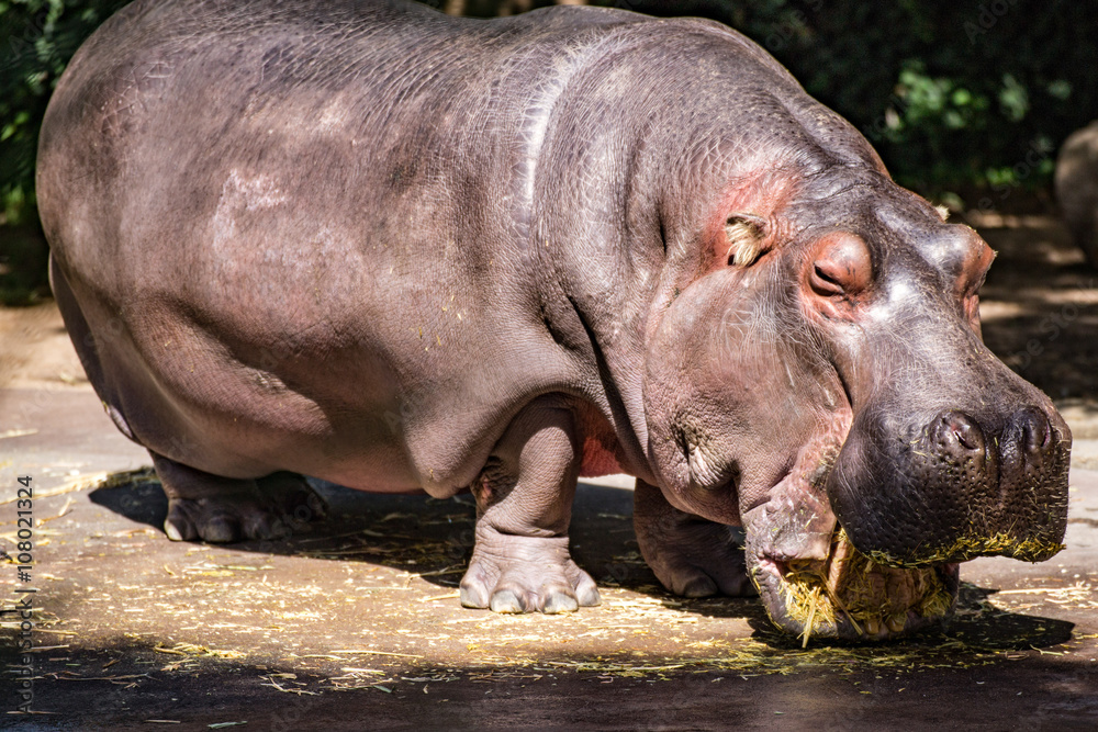 Hippopotamus eating before a swim hippo hungry