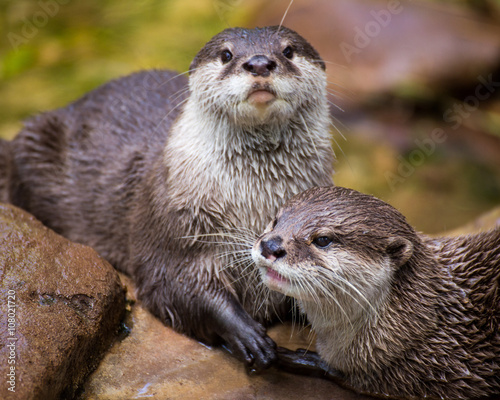 pair of river Otters cuddling and playing