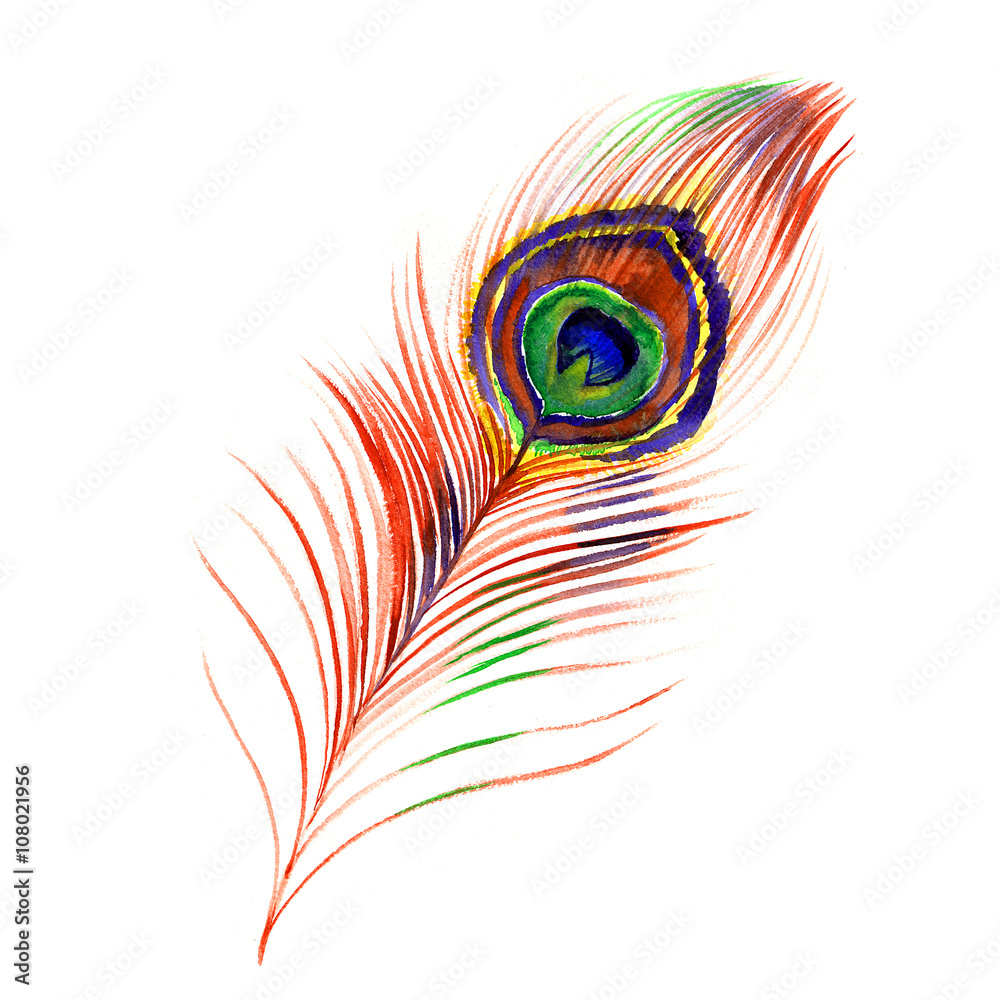Obraz premium Watercolor peacock feather