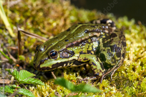 Teichfrosch