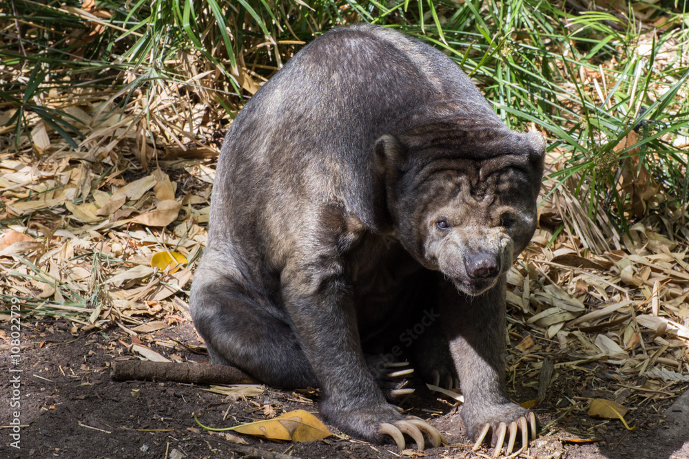 malayan sunbear or honey bear Helarctos malayanus malayan sunbear or honey bear Helarctos malayanus