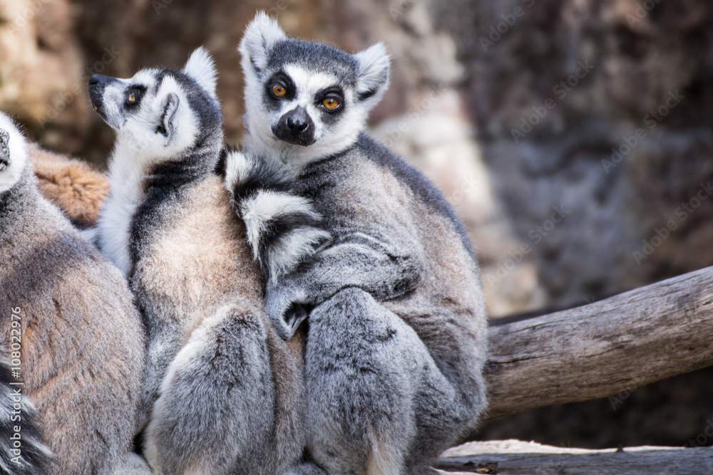 Fototapeta premium Two ring-tailed lemurs are sitting on a tree trunk